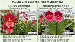 온시디움 밀토니옵시스 넬리 아이슬러