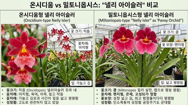 나비난초 종류 총정리 온시디움 밀토니옵시스 넬리 아이슬러 관리법과 꽃말