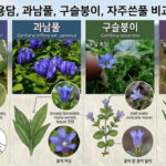 용담 과남풀 구슬붕이 자주쓴풀