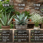 유포르비아 꽃기린 알로에 아가베 안개꽃 백묘국