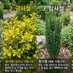 은사철 금사철 탑사철 꽝꽝나무