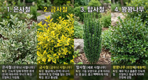 은사철 금사철 탑사철 꽝꽝나무
