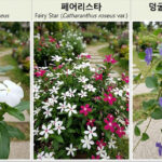 일일초 페어리스타 덩굴매일초(빈카)