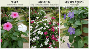 일일초 페어리스타 덩굴매일초(빈카)