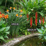 칸나 극락조화 헬리코니아 물칸나