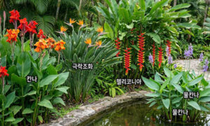 칸나 극락조화 헬리코니아 물칸나