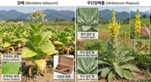 담배와 우단담배풀