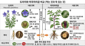 도라지와 미국자리공