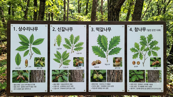 떡갈나무 특징과 식별법 및 실생활 활용 가이드 완벽 정리