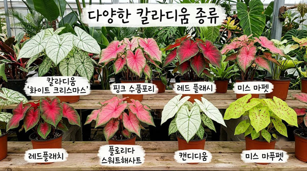 칼라디움 종류와 화이트 퀸 핑크 뷰티 등 품종별 특징 및 관리법 완벽 가이드