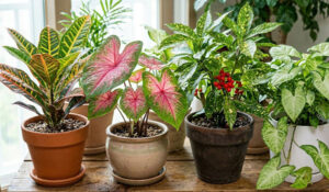 크로혼 칼라디움 금식나무 싱고니움