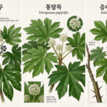 팔손이나무 통탈목 음나무(엄나무)
