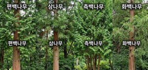 편백 삼나무 측백 화백나무